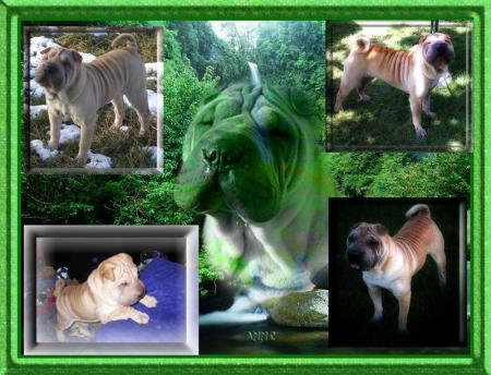 Le shar pei serait il..........